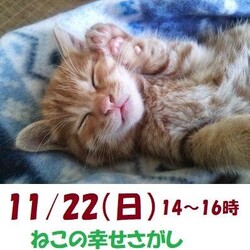 子猫が沢山参加大阪市北区*譲渡会