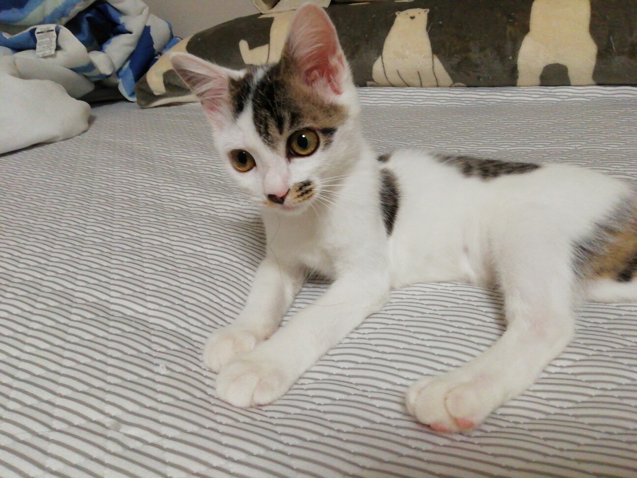 ちょびひげ模様がかわいいコ 山梨県 猫の里親募集 ペットのおうち 月間利用者150万人