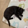 おーそーれーみお