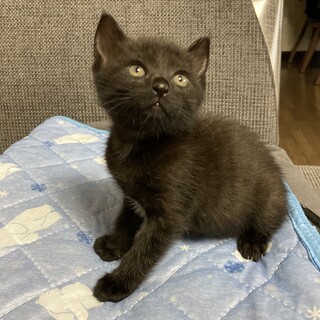 のんびり屋★まめちゃん