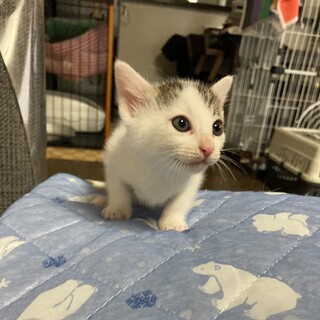 お茶目な食いしん坊★うり君