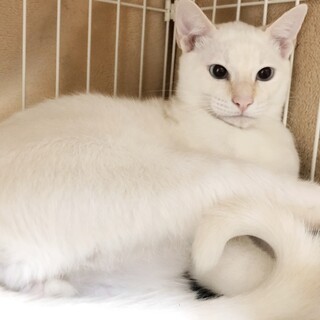 薄ブルーの目☆スラ～っと手足が長い美白猫