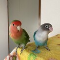 コザクラインコとボタンインコ