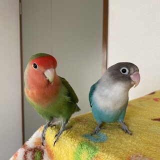 コザクラインコとボタンインコ