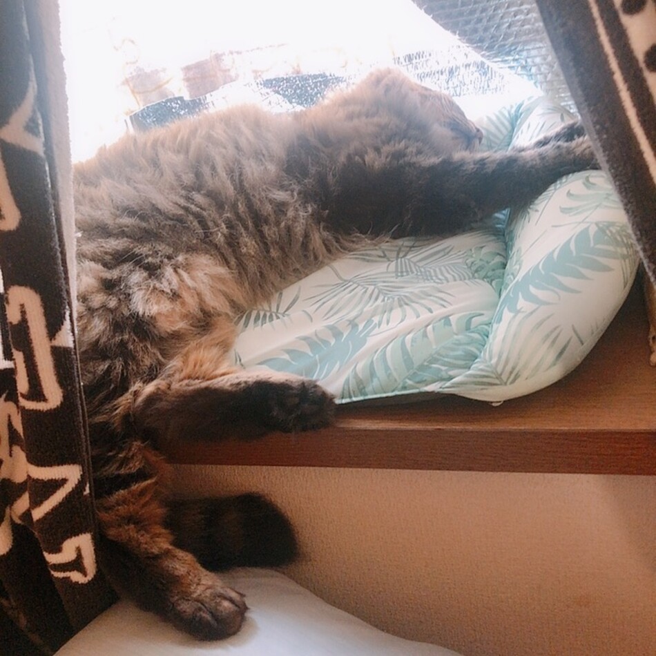 ミーシャのカバー写真