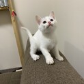 造り酒屋に迷い込んだ白猫　里親さん確定！