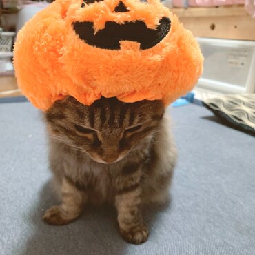 ハロウィンが近いのでかぼちゃの被り物を被ってもらいました。