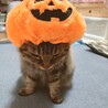 ハロウィンが近いのでかぼちゃの被り物を被ってもらいました。