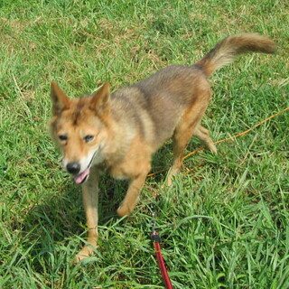 ムダ吠えせず人なつこく温厚な飼いやすい犬