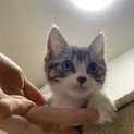 サバトラ子猫　※現在トライアルに行っております