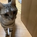 アメショの元気な男の子です