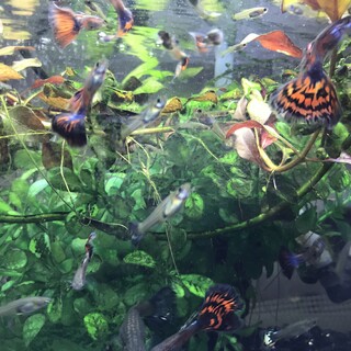 可愛いミックスグッピーたち