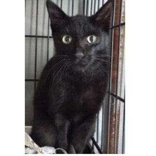 保護団体様より引出し完了。成猫♀165