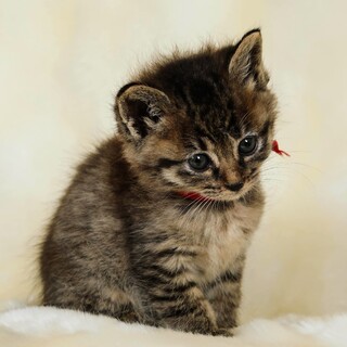 生後3週間の女の子