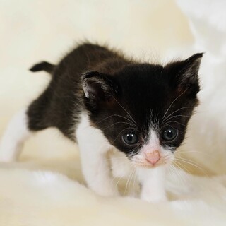 生後3週間の男の子