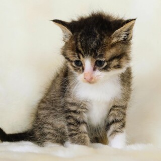 生後3週間の男の子