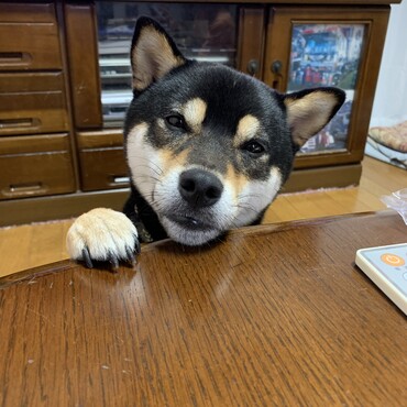 おねだりする『くま』