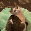 甘えん坊大将