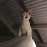 ミミックなっつん