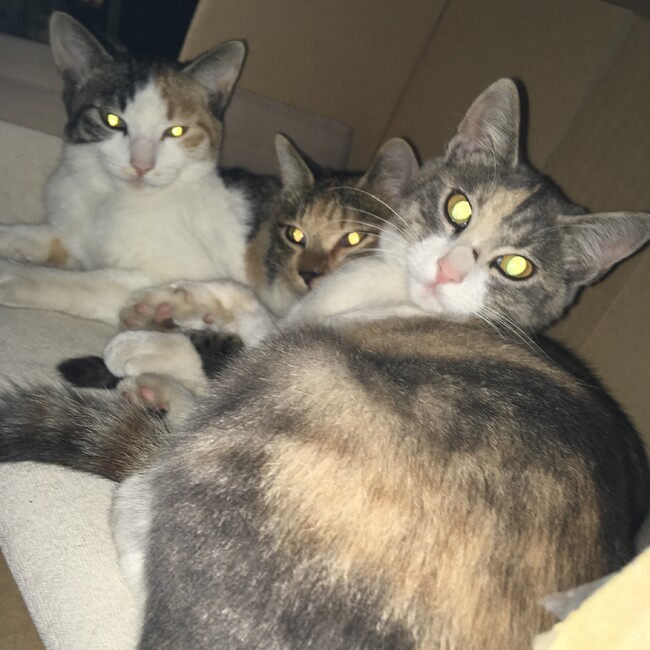ミミックなっつんのカバー写真