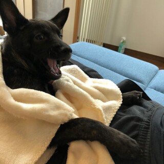 甲斐犬！人も犬も大好きな頭の良い遊び上手な男の子