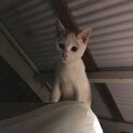 子猫ちゃん達の里親さん募集中です。