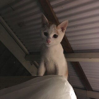 子猫ちゃん達の里親さん募集中です。