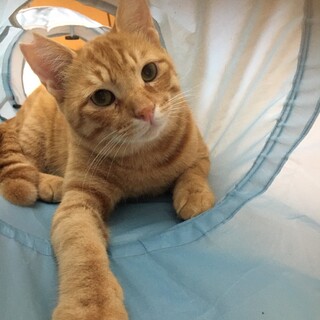 正式譲渡(* ´ ▽ ` *)ﾉ ぽてちくん