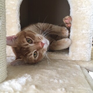 正式譲渡(* ´ ▽ ` *) じゃがりこくん