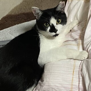 ハチワレちゃん　1歳　12/12岸和田里親会参加