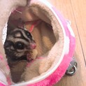 2歳のフクロモモンガの男の子です！