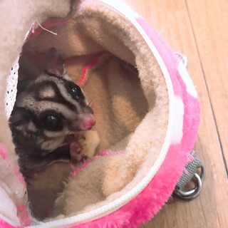 2歳のフクロモモンガの男の子です！