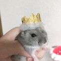 ジャンガリアン　ブルーサファイア　女の子