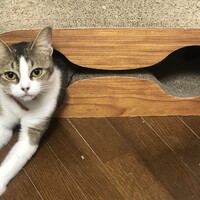 ミツ