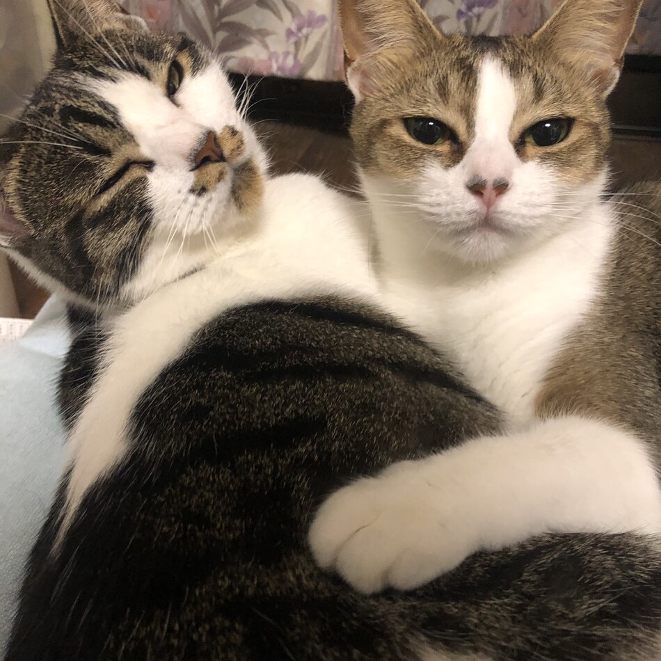 ミツのカバー写真