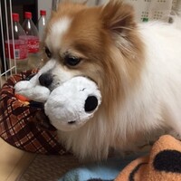 チャロ