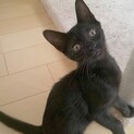 甘えん坊黒猫ちゃん