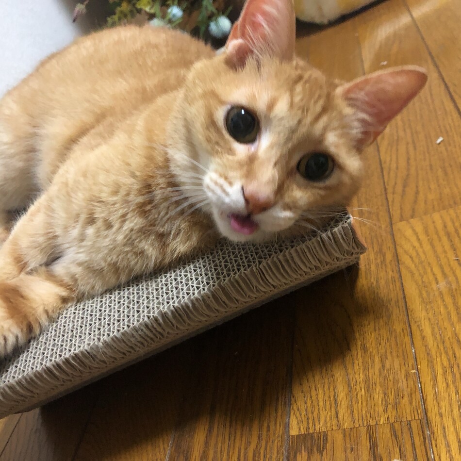 そらちゃんのカバー写真