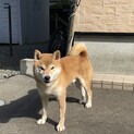 柴犬　男の子2才10ヵ月です。