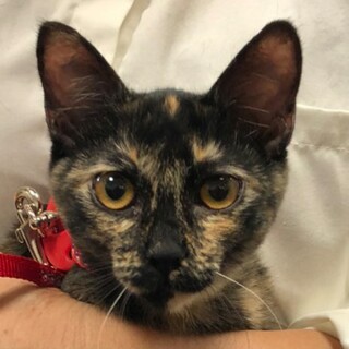 人が大好き爪切りOKネットハーネスOK病院OK