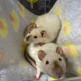 ファンシーラット