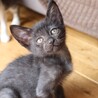 お目目が優しい黒猫ちゃん サムネイル5