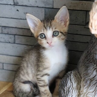 お耳がキュートな白キジ茶色ちゃん。