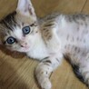 お耳がキュートな白キジ茶色ちゃん。 サムネイル3