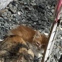 子猫　里親になって下さい　2匹います。