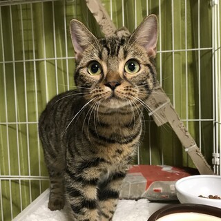 マンチカン姉妹　まん丸お顔のミイちゃん　8ケ月