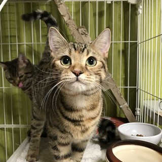 マンチカン姉妹　ぱっちりお目目のレイちゃん　8ケ月