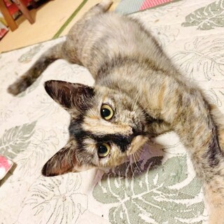 【魅力的なサビ柄】のりたまちゃん⭐︎関東応募可！
