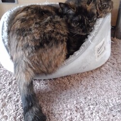 「ブルルルル、今日は寒い！」サムネイル2