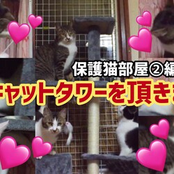 またまた】保護猫達にプレゼント